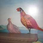 pheasant